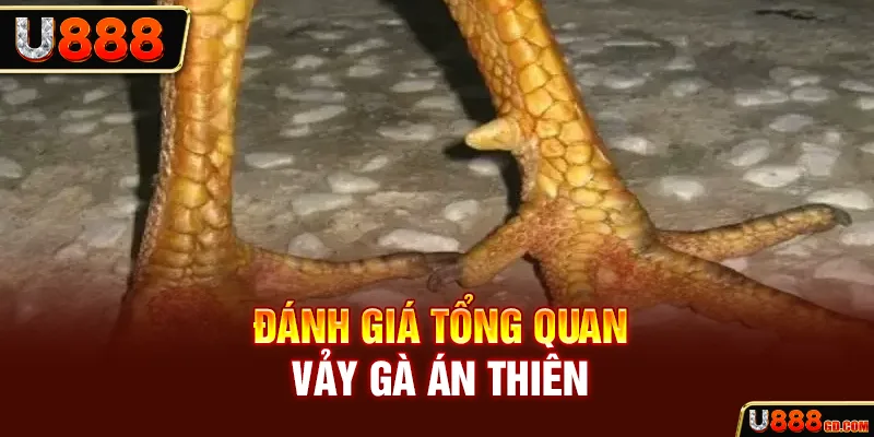 Tìm Hiểu Về Vảy Án Thiên Và Những Điểm Độc Đáo Hiếm Có U888 Đánh giá tổng quan vảy gà án thiên