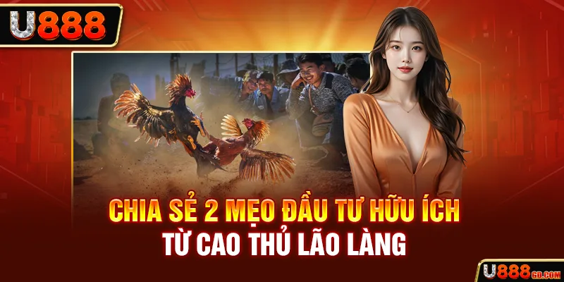 Đá Gà Trực Tiếp C1 - Trải Nghiệm Kiếm Thưởng Cùng Thần Kê Chia sẻ 2 mẹo đầu tư hữu ích từ cao thủ lão làng