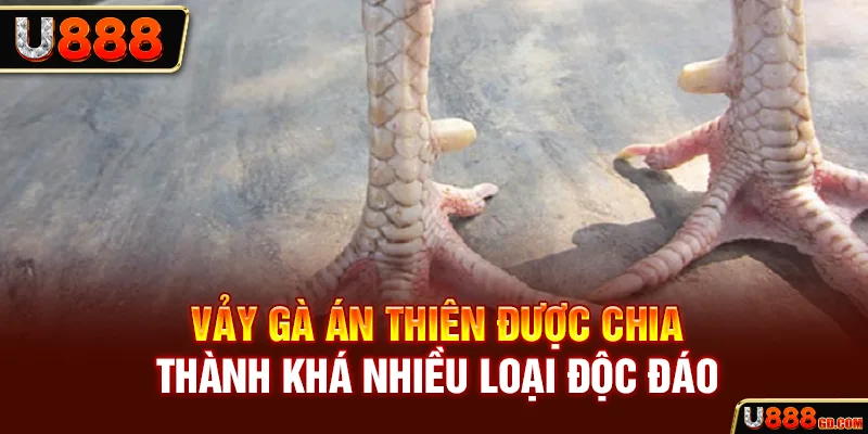 Tìm Hiểu Về Vảy Án Thiên Và Những Điểm Độc Đáo Hiếm Có U888 Vảy gà án thiên được chia thành khá nhiều loại độc đáo