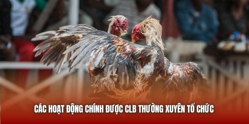 Các hoạt động chính được CLB thường xuyên tổ chức