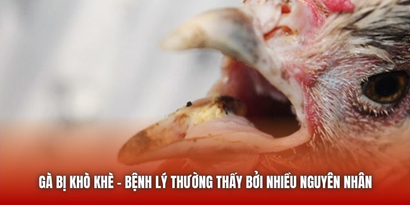 Gà bị khò khè - Bệnh lý thường thấy bởi nhiều nguyên nhân