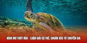 Nằm Mơ Thấy Rùa - Luận Giải Cụ Thể, Chuẩn Xác Từ Chuyên Gia
