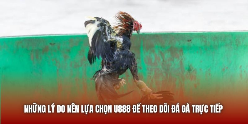 Những lý do nên lựa chọn U888 để theo dõi đá gà trực tiếp