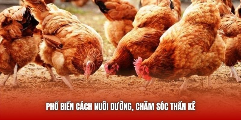 Phổ biến cách nuôi dưỡng, chăm sóc thần kê