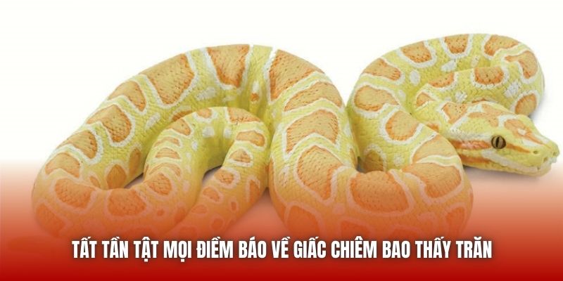 Tất tần tật mọi điềm báo về giấc chiêm bao thấy trăn