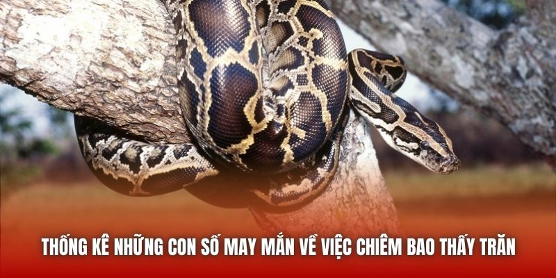 Thống kê những con số may mắn về việc chiêm bao thấy trăn
