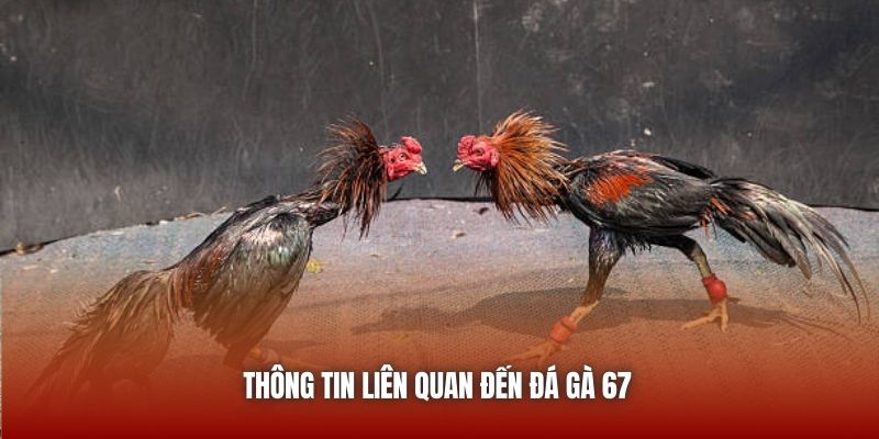 Thông tin liên quan đến đá gà 67
