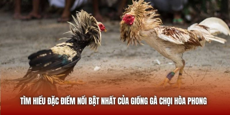 Tìm hiểu đặc điểm nổi bật nhất của giống gà chọi Hòa Phong 
