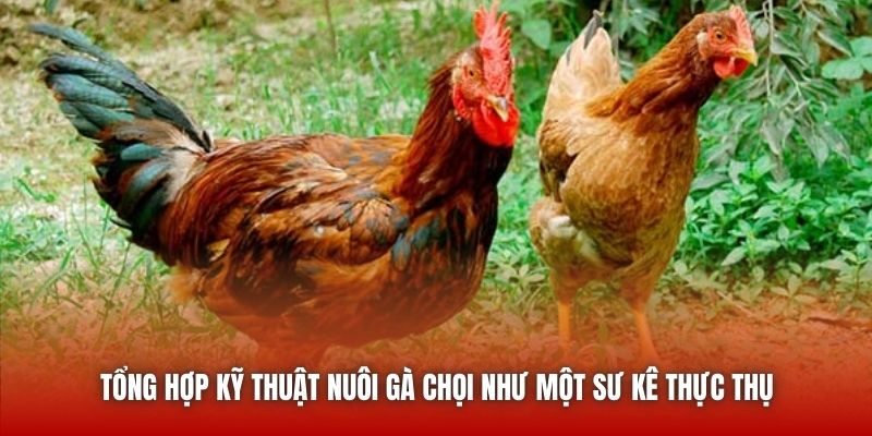 Tổng hợp kỹ thuật nuôi gà chọi như một sư kê thực thụ