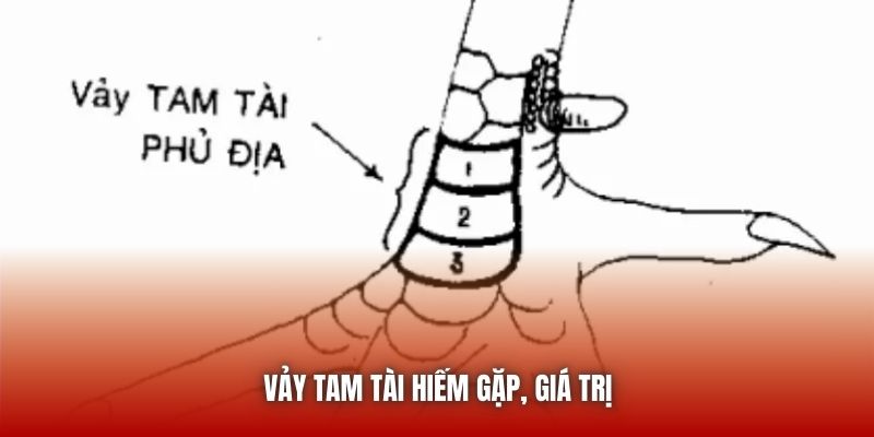 Vảy tam tài hiếm gặp, giá trị