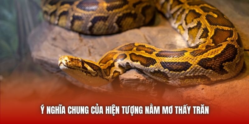 Ý nghĩa chung của hiện tượng nằm mơ thấy trăn